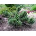 сосна стелющаяся муго Pinus mugo саженцы купить в алматы в казахстане питомник растений Rostok
